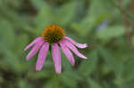 Eastern purple coneflower